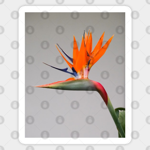 Bird of Paradise Sticker by Thomas G. Bugarin